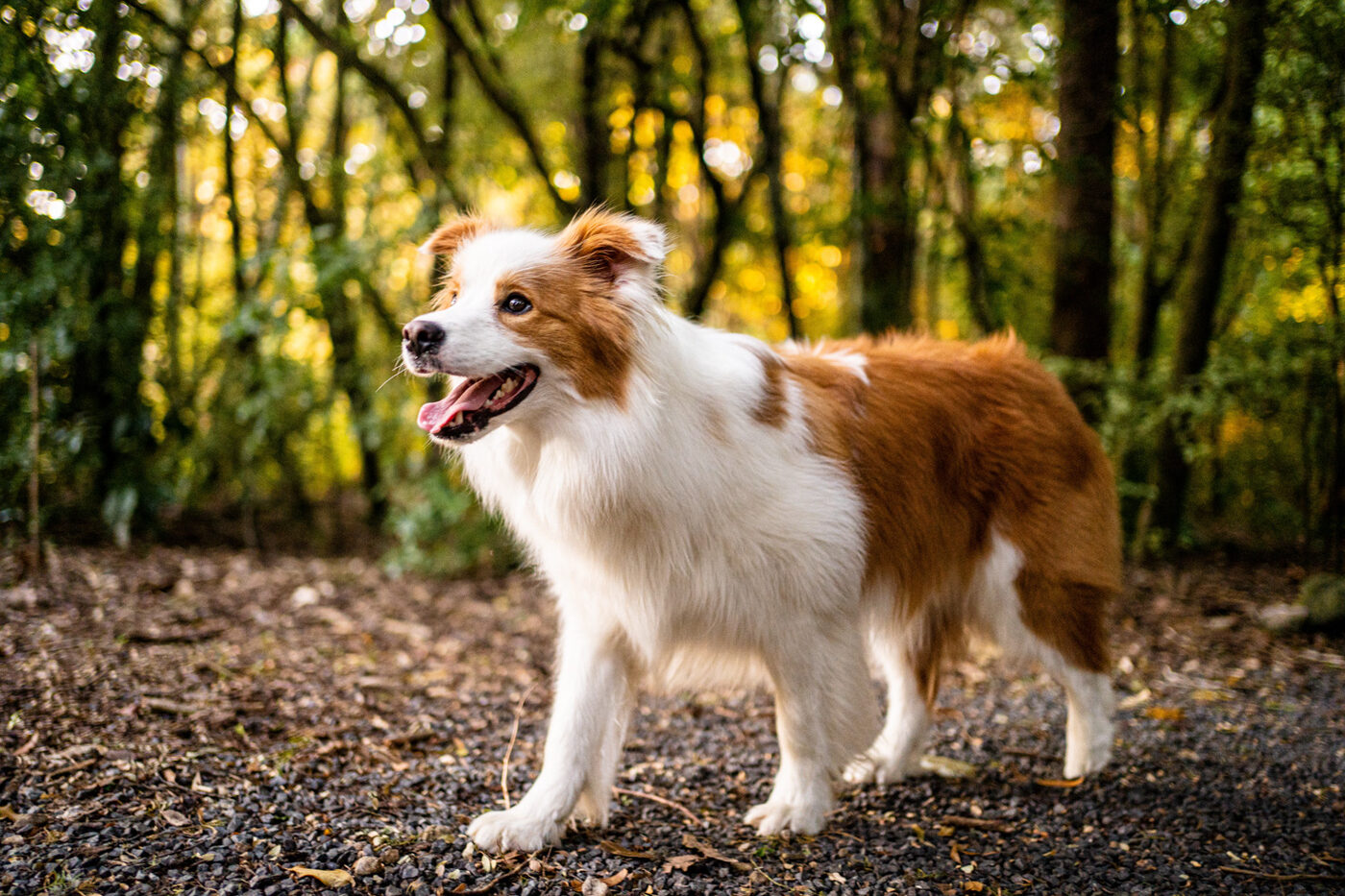 A long-haired collie in the forest