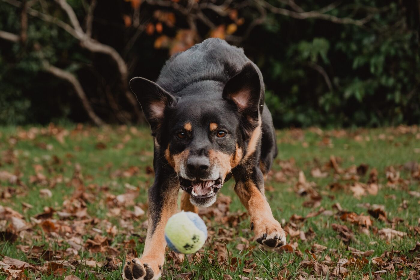 A black and tan dog bounding through autumn leaves after a ball