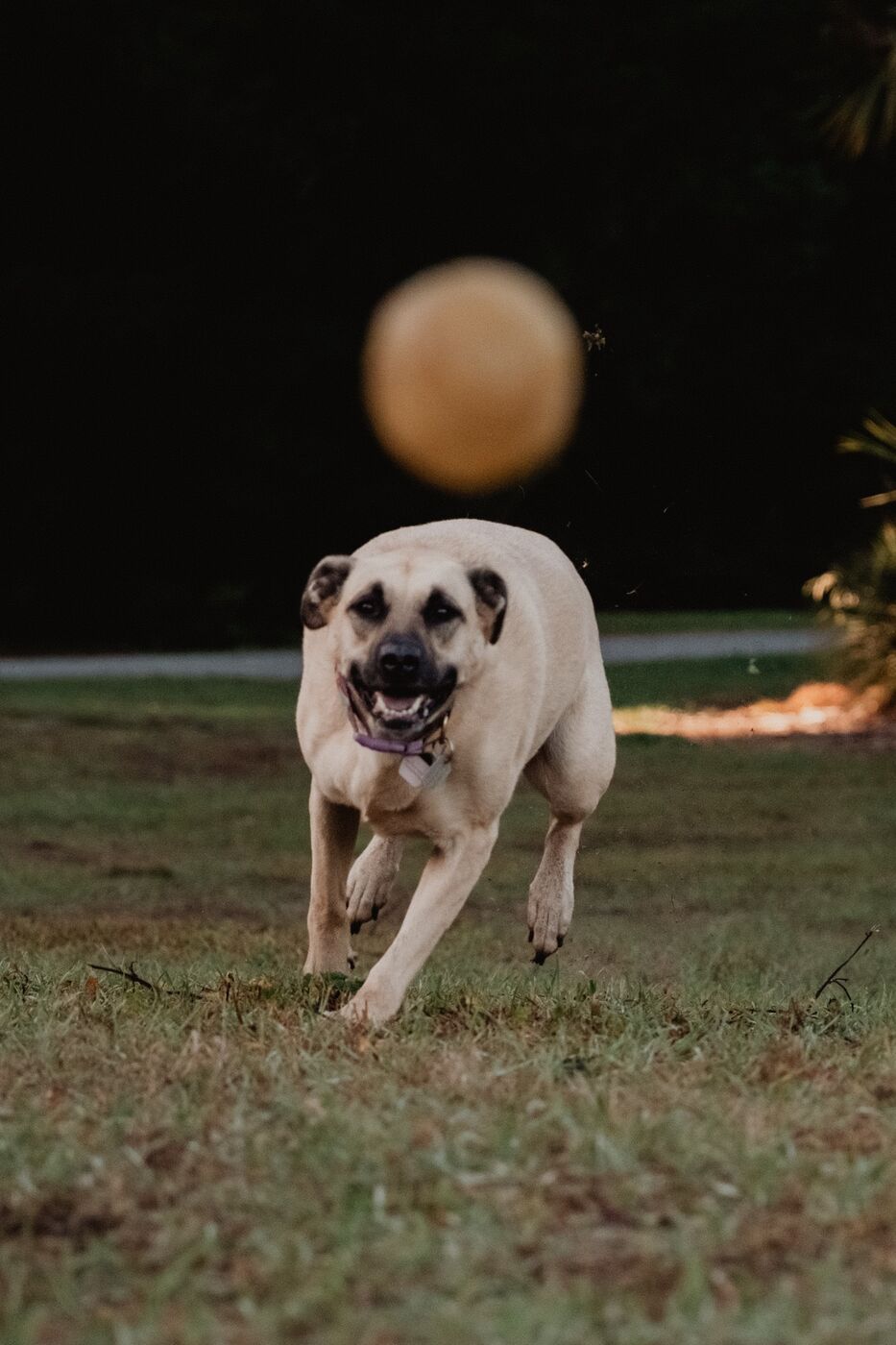 A big dog bounding towards the camera at dusk